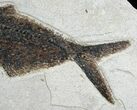 Dark Diplomystus Fossil Fish - Utah #6911-2
